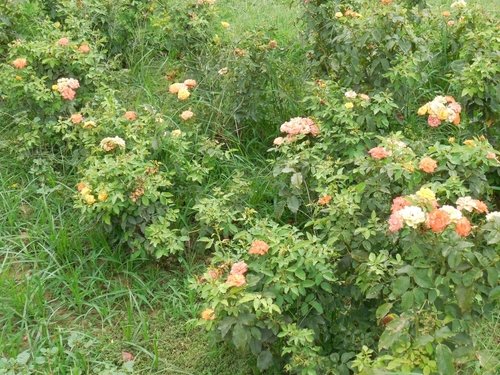 Chandigarh Rose Garden Ghid informativ