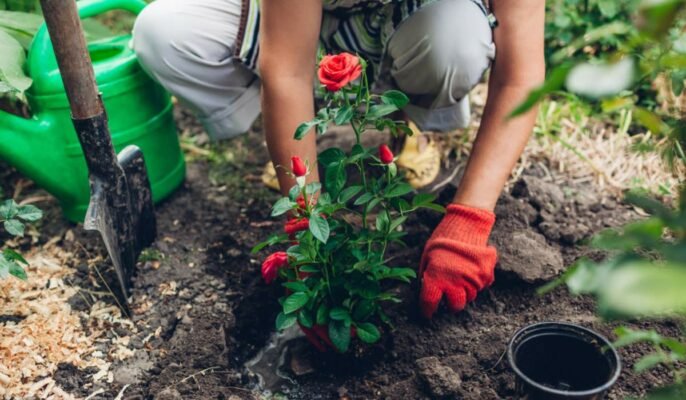 How to grow and care for Garden Roses
