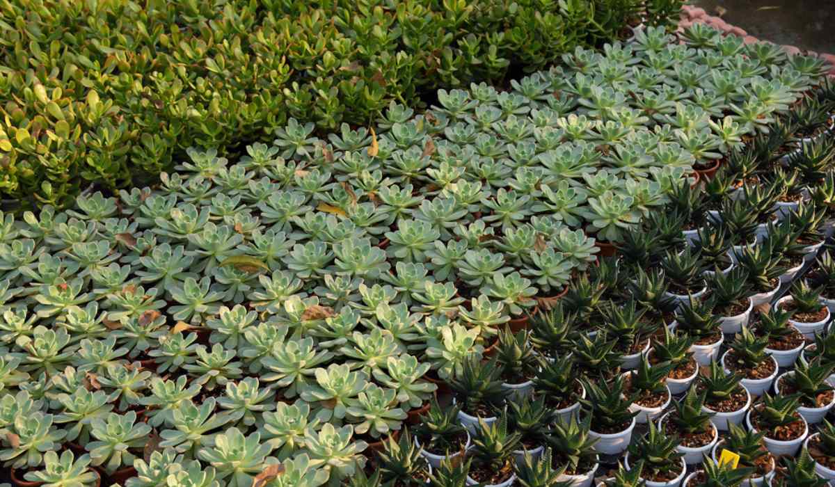 Empress Garden Pune Flower Show 2019 Timings Best Flower Site