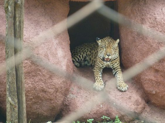 Top-5 zoological parks in India