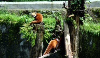 Top-5 zoological parks in India