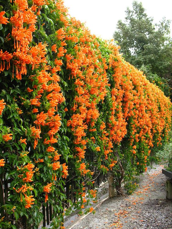 Trumpet vine: How to grow and care for the plant?