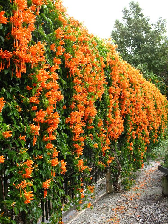 trumpet vine leaves