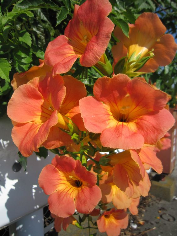 Trumpet vine: How to grow and care for the plant?