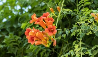 Trumpet Vine: Health Benefits, Uses, and Care Tips