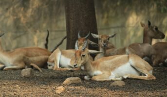 Rajiv Gandhi Zoological Park Pune: Location, And Timings