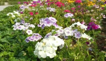 What makes Flower Garden in Dindoli a popular tourist spot?