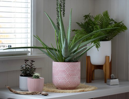 What makes succulent plants a popular indoor plant across the world?