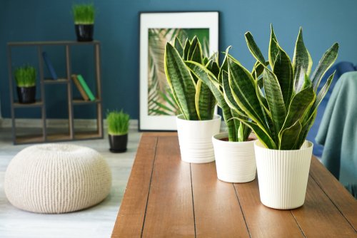 What makes succulent plants a popular indoor plant across the world?