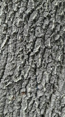 Texture tamarind tree