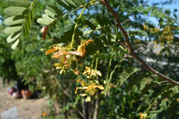 Tamarind tree flower