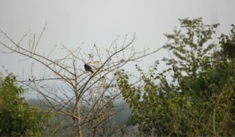 Aravali Biodiversity Park Gurgaon: Visitor’s guide