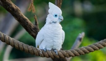 Chandigarh Bird Park: Visitor’s guide
