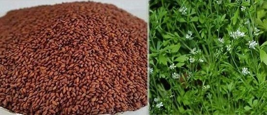 Discover these health benefits of Garden Cress Seeds