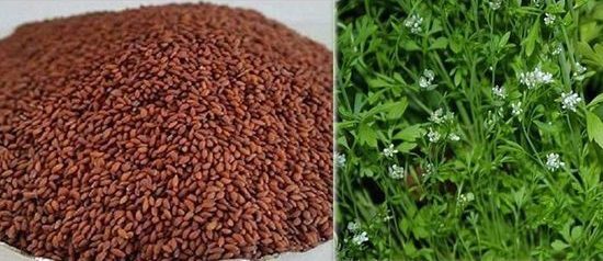 Discover these health benefits of Garden Cress Seeds