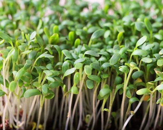 Discover these health benefits of Garden Cress Seeds