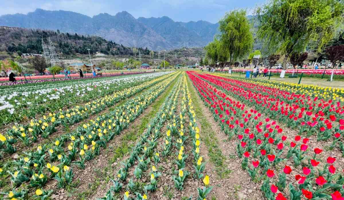 What are the main attractions of Tulip Garden Srinagar?