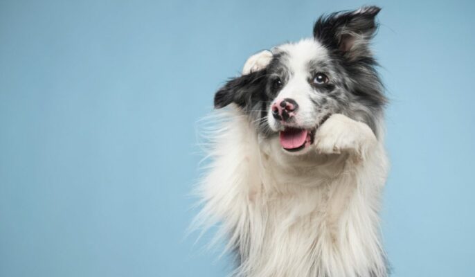 Best independent dog best sale breeds