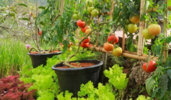 How to start a vegetable garden at home?
