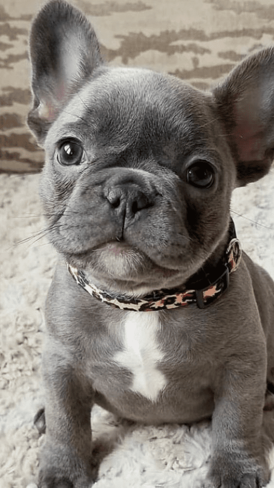 Cute dog breeds that make the best pets