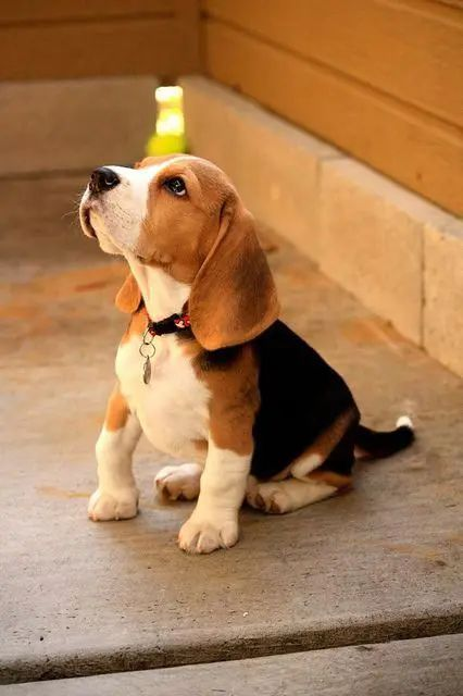 Cute dog breeds that make the best pets