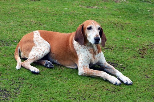 Hound dog breeds that make for great pets 