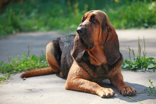 Hound dog breeds that make for great pets 