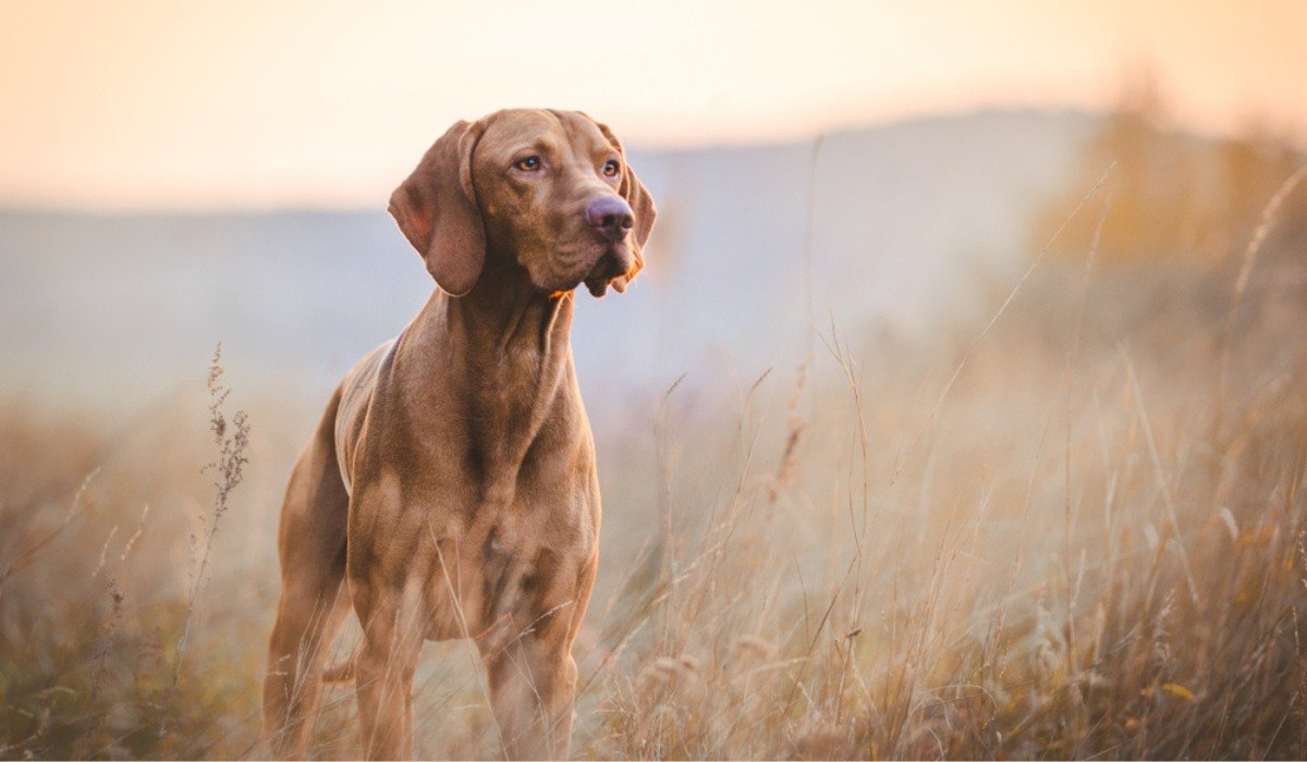 List of 25+ hound dog breeds with photos