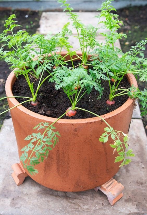 Cum să crești planta de morcov în grădina ta de acasă? 