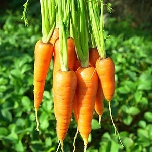 Cum să crești planta de morcov în grădina ta de acasă? 