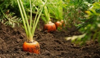 How to grow Carrot plant at home?