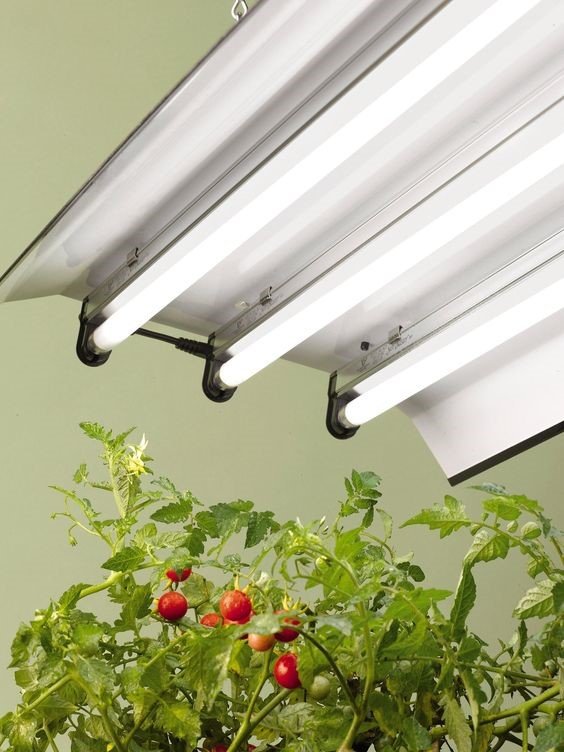 Illuminate your indoor garden with grow lights