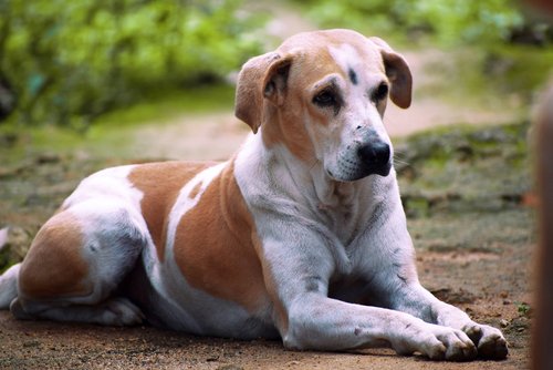 Pet dogs that can survive Indian weather