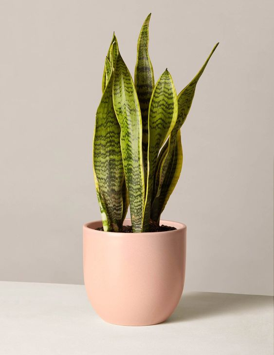 Plants for office to make your workplace lively