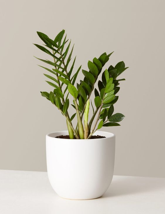 Plants for office to make your workplace lively