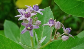 Top 10 poisonous plants you should be wary of