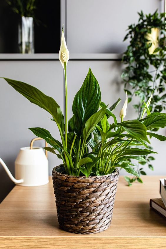 Top 5 Vastu plants for home to bring in positive energy