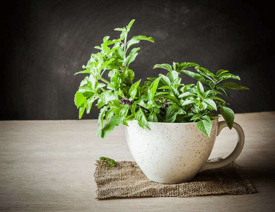 Top 5 Vastu plants for home to bring in positive energy