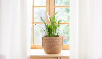 Top 5 ornamental indoor plants to spruce up your home