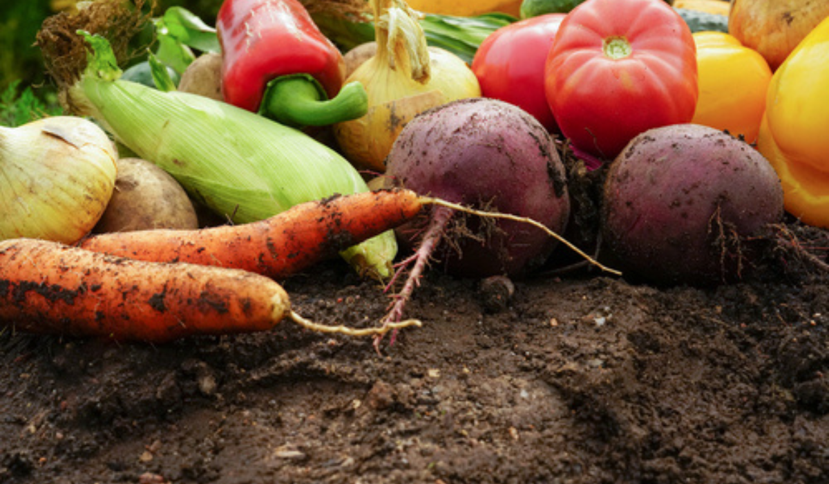 Best winter vegetables to grow at home