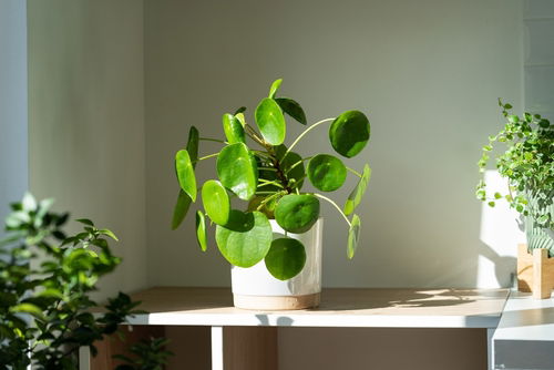 11 low-maintenance indoor plants 