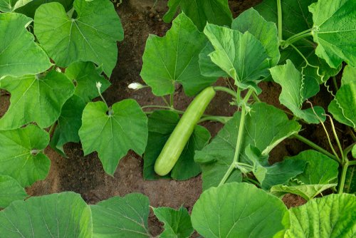 20 easy-to-grow vegetables for your kitchen garden 