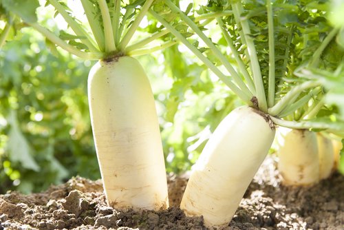 20 easy-to-grow vegetables for your kitchen garden 