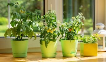 20 easy-to-grow vegetables for your kitchen garden