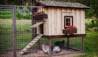 How to build a chicken coop?