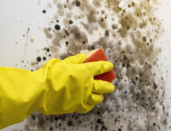How to clean mould in bathrooms and kitchen?