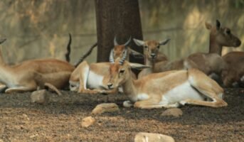 Why should you visit the Rajiv Gandhi Zoological Park in Pune?