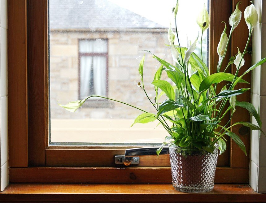 10 cele mai bune plante de purificare a aerului 