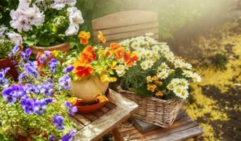 Top 10 fragrant flowers to add aromatherapy in your garden