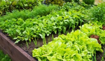 How to build a vegetable garden?